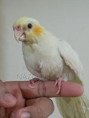 কোকাটেইল টেইম পাখি