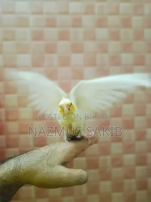 কোকাটেইল টেইম পাখি