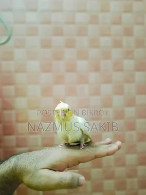কোকাটেইল টেইম পাখি