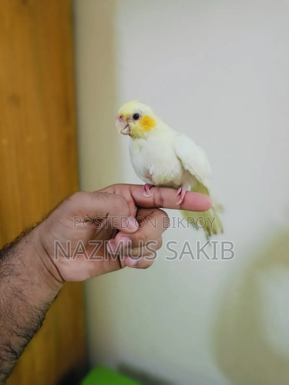 কোকাটেইল টেইম পাখি