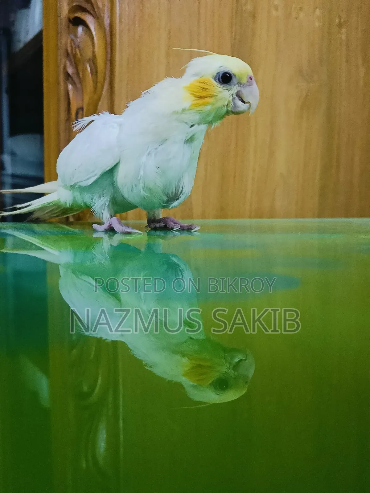 কোকাটেইল টেইম পাখি