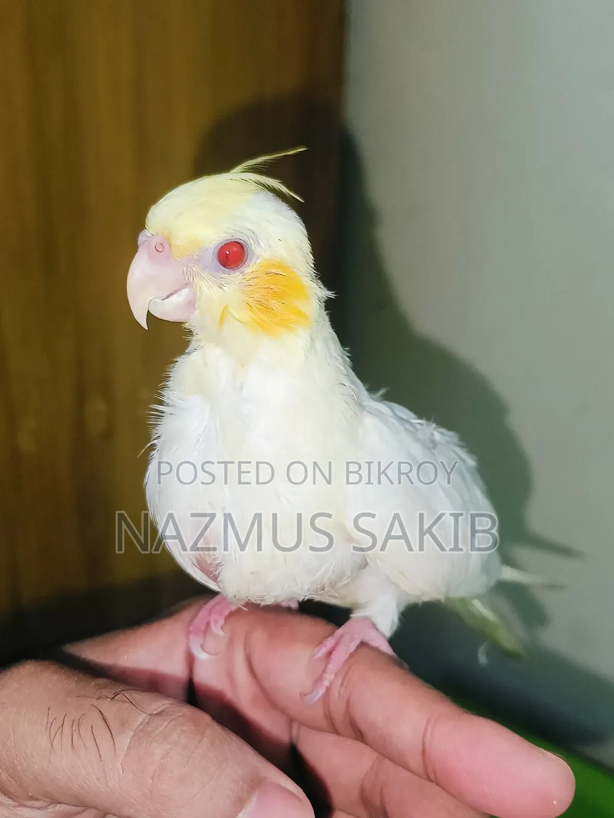 কোকাটেইল টেইম পাখি