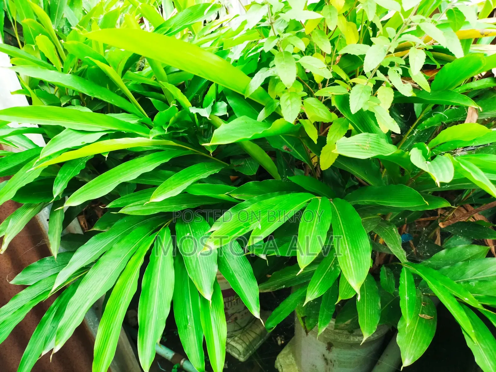 Trees for Sale