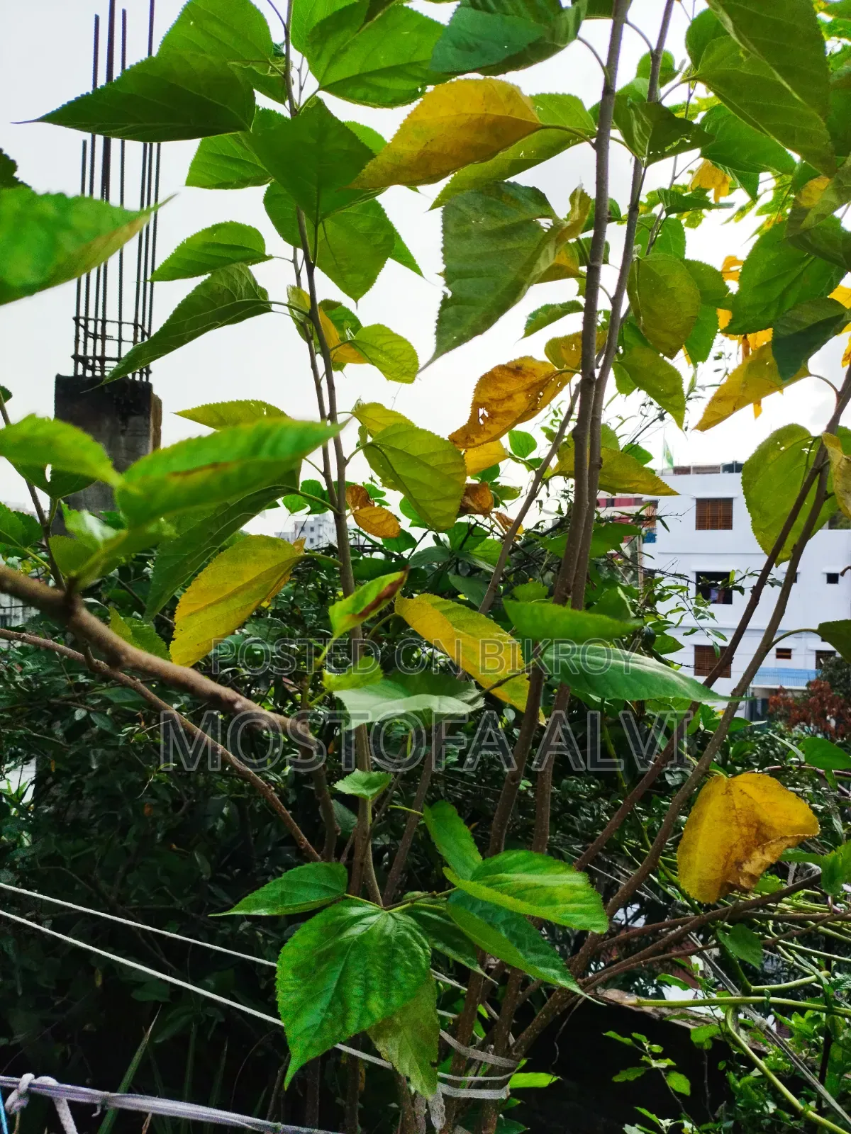 Trees for Sale
