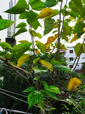 Trees for Sale