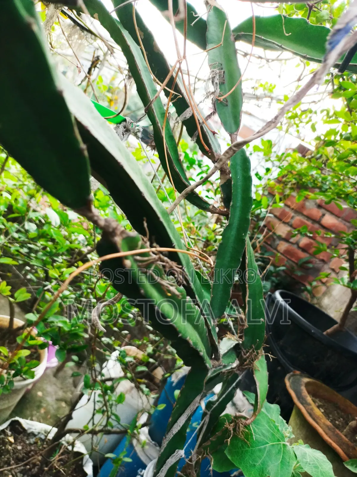 Trees for Sale