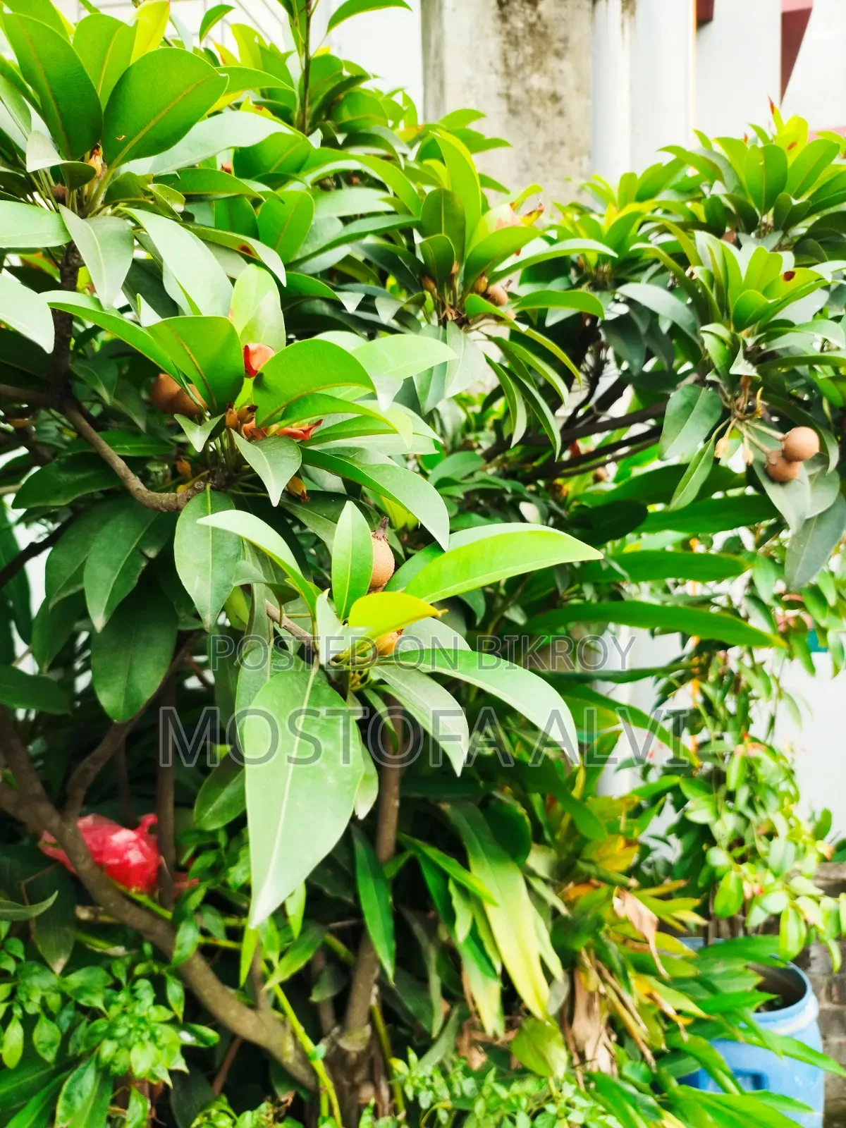 Trees for Sale