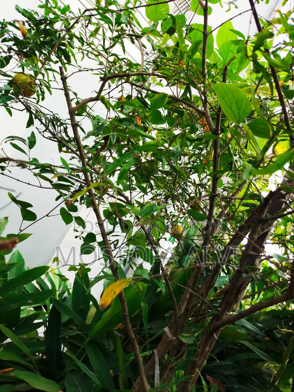 Trees for Sale
