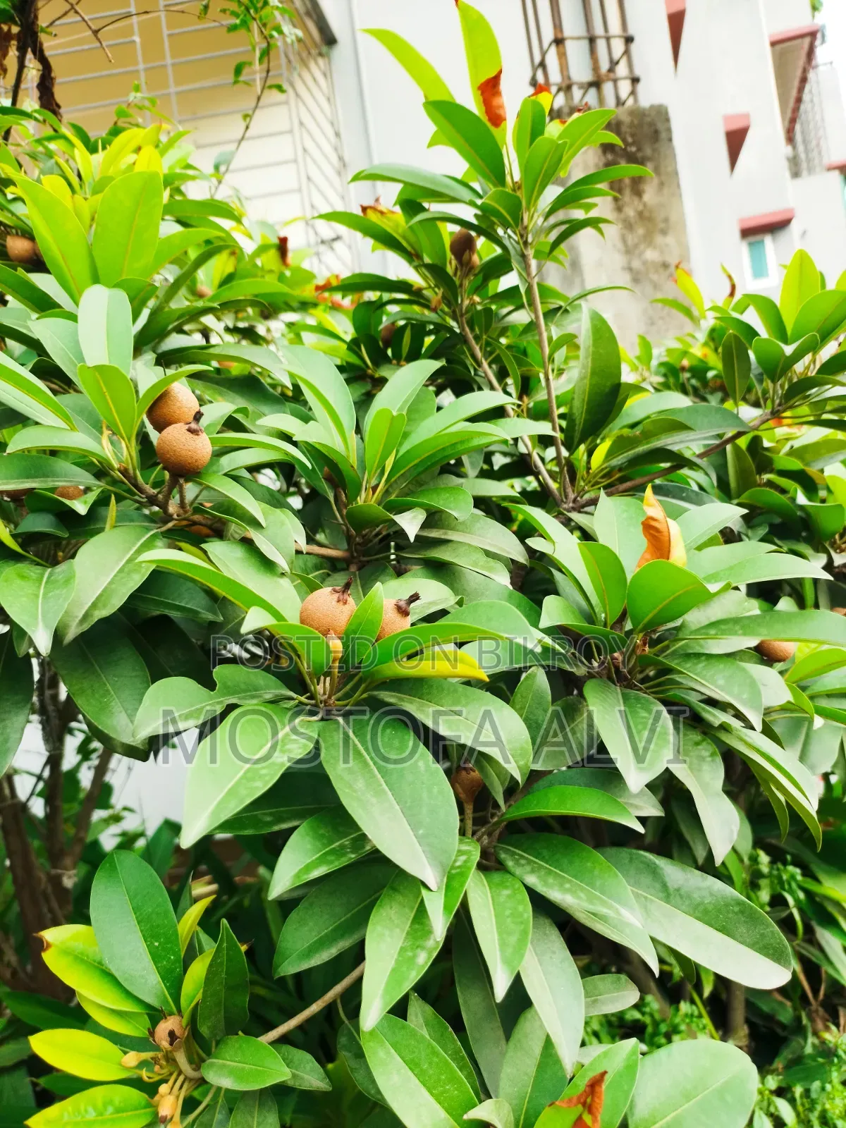 Trees for Sale
