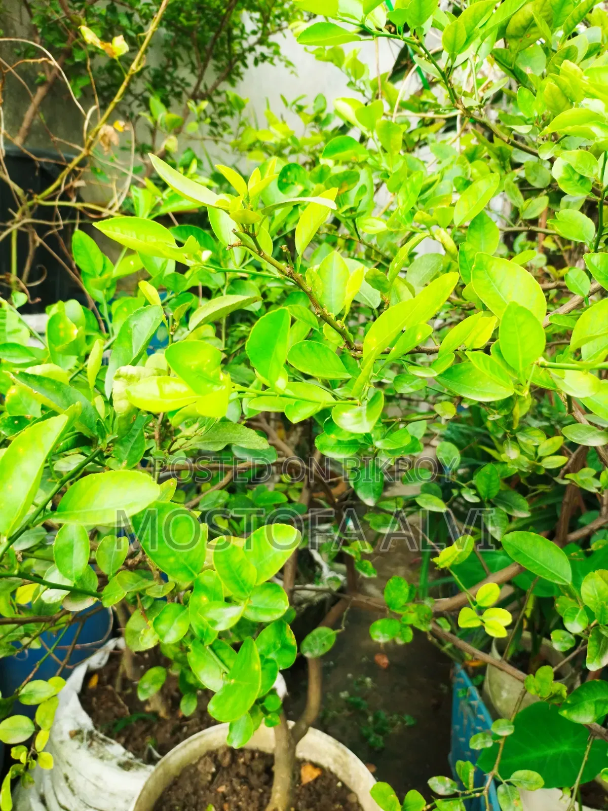 Trees for Sale