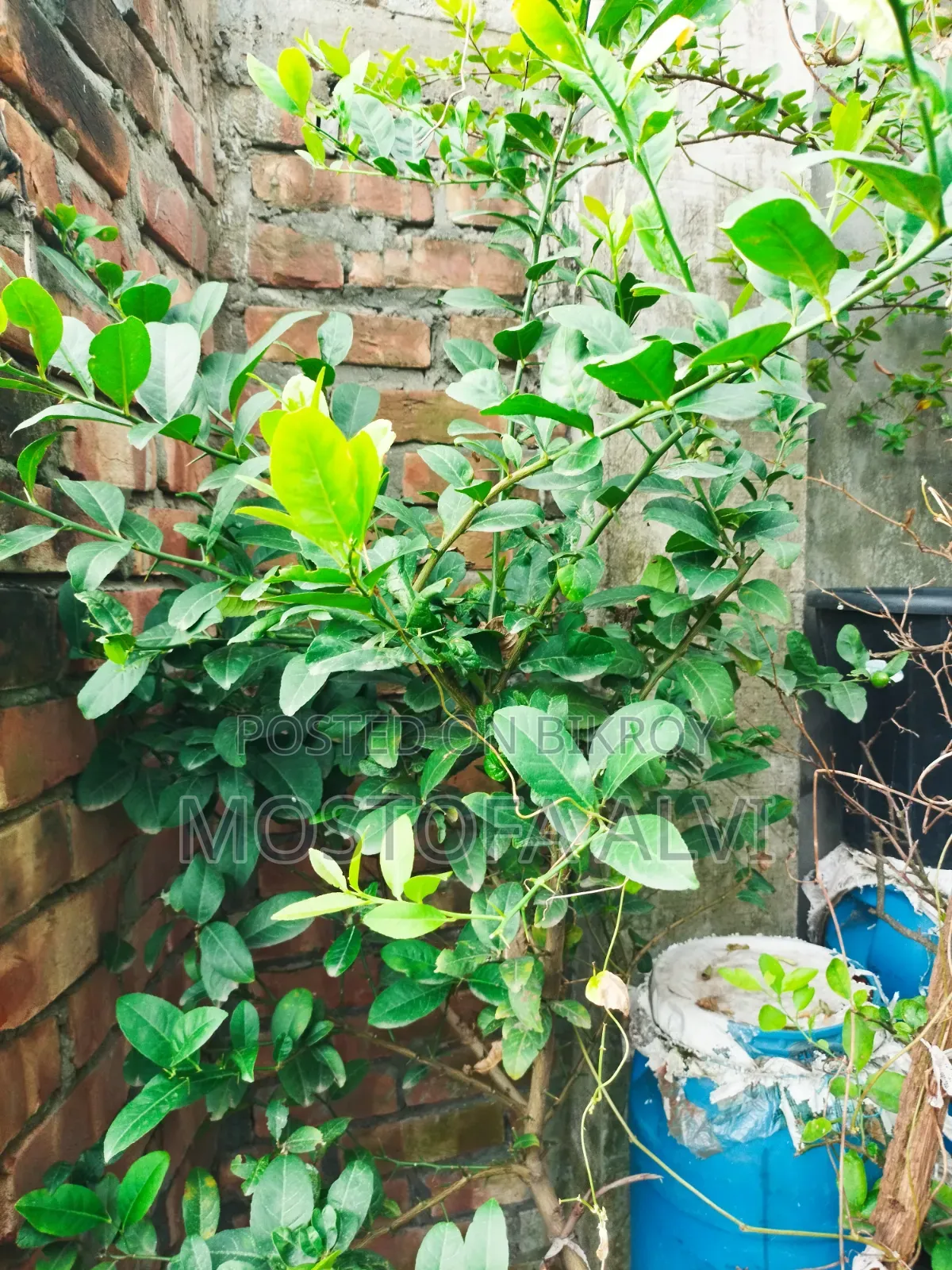 Trees for Sale