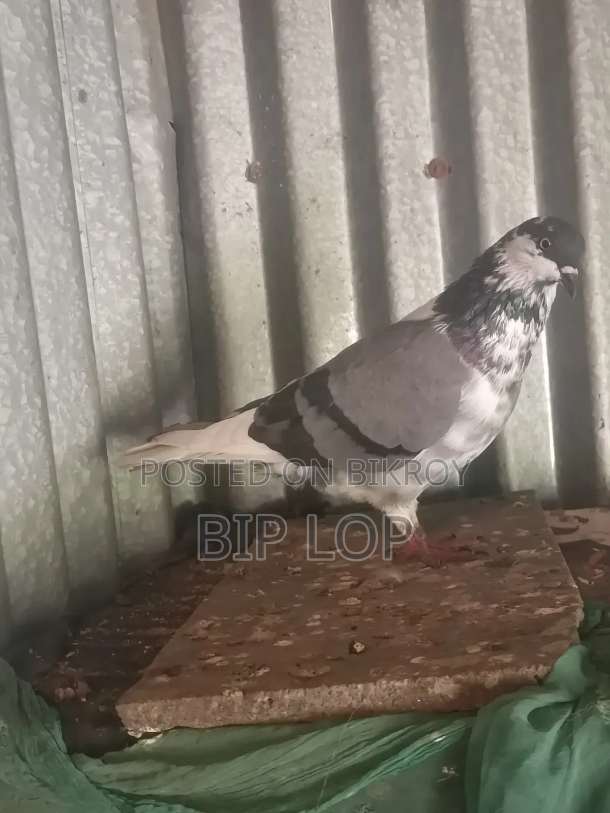 কবুতর বিক্রি হবে