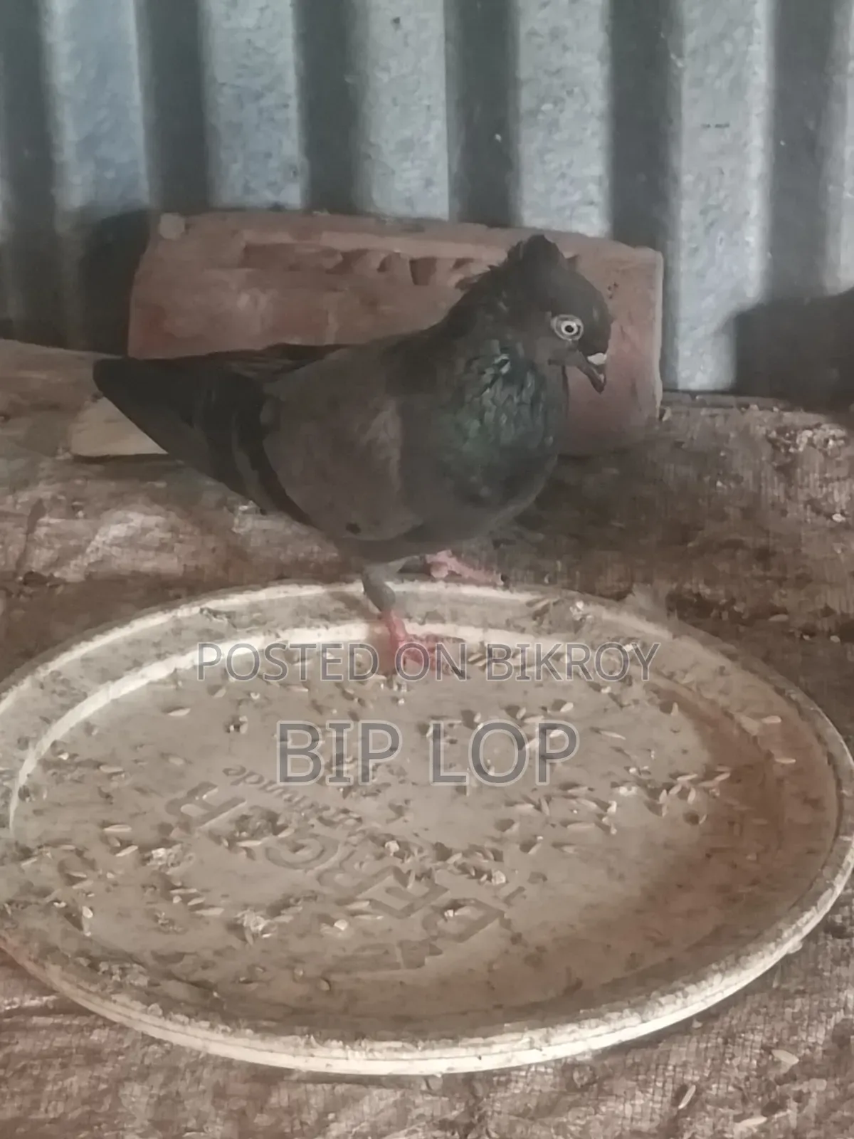 কবুতর বিক্রি হবে