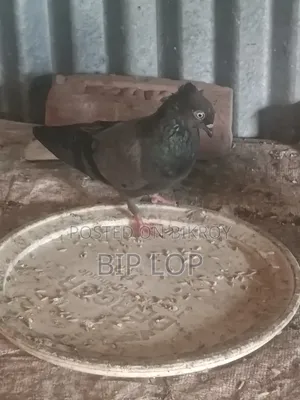কবুতর বিক্রি হবে