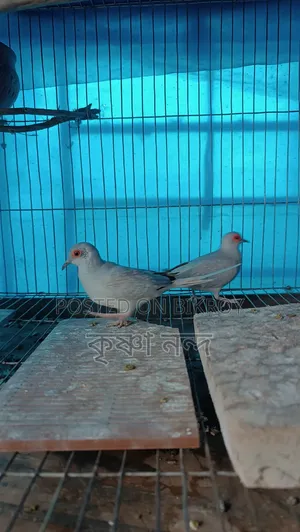 সিলভার ডায়মন্ড ডাব