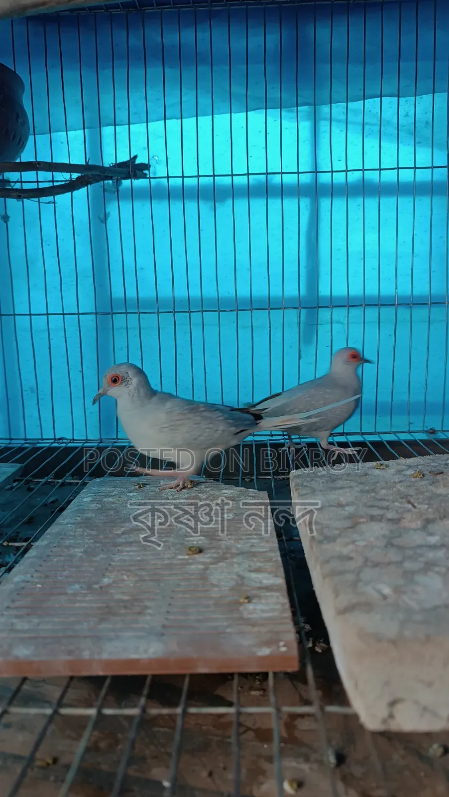 সিলভার ডায়মন্ড ডাব