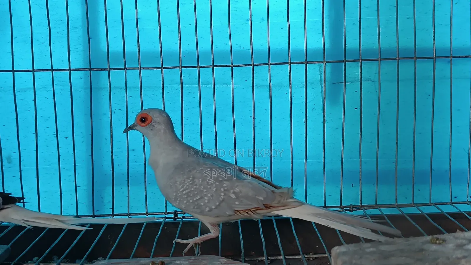 সিলভার ডায়মন্ড ডাব