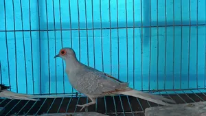 সিলভার ডায়মন্ড ডাব