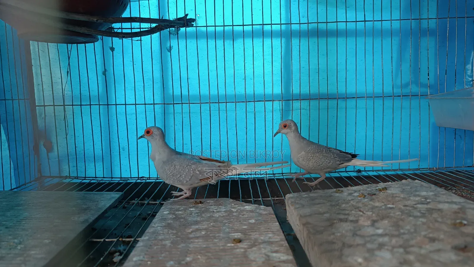 সিলভার ডায়মন্ড ডাব