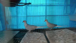সিলভার ডায়মন্ড ডাব