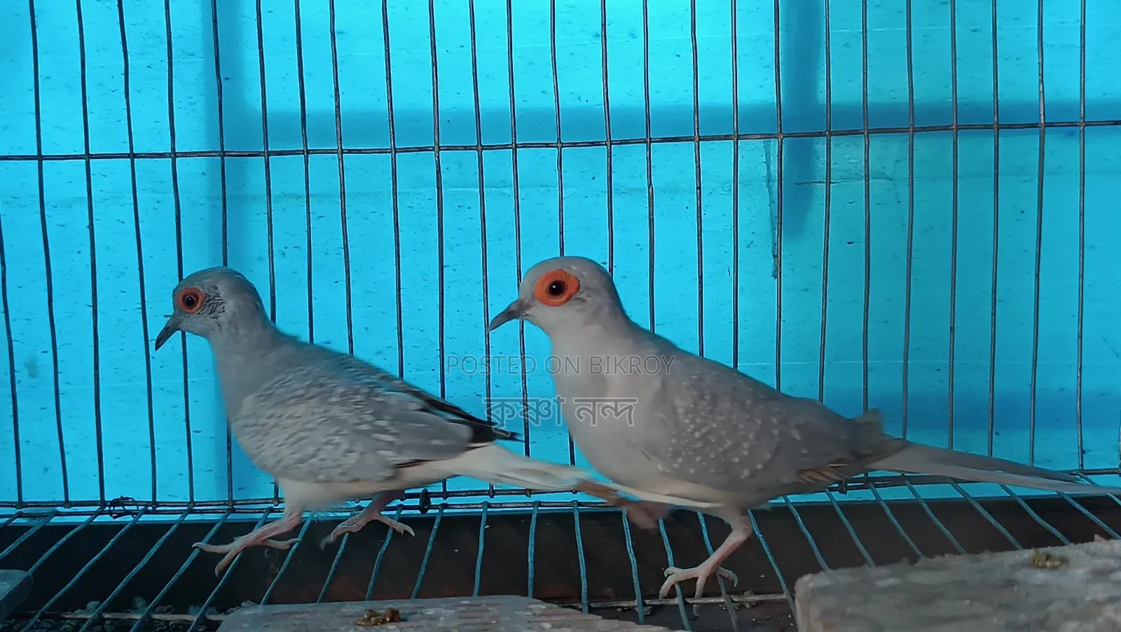 সিলভার ডায়মন্ড ডাব