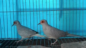 সিলভার ডায়মন্ড ডাব
