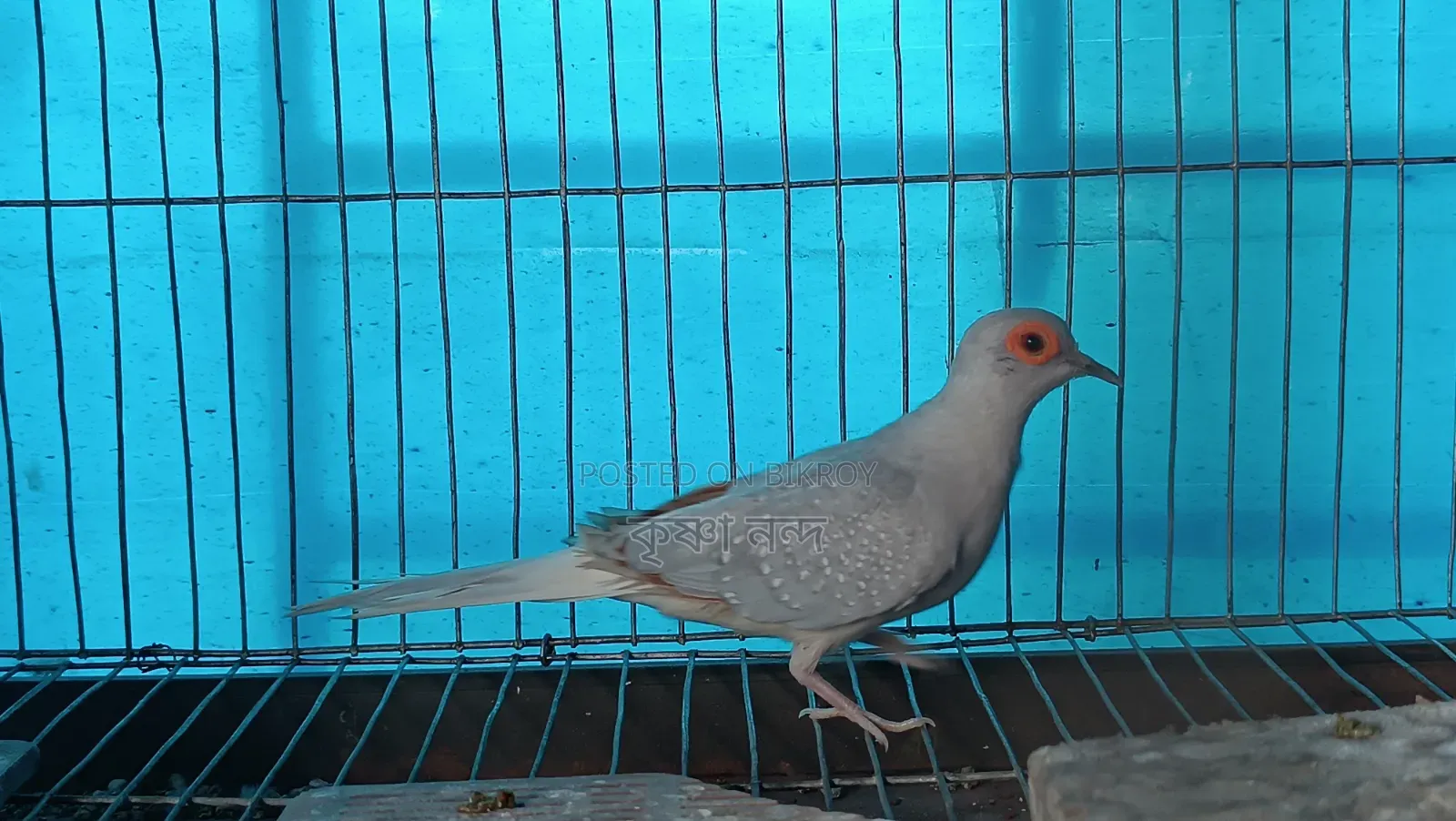 সিলভার ডায়মন্ড ডাব