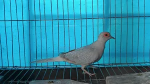 সিলভার ডায়মন্ড ডাব