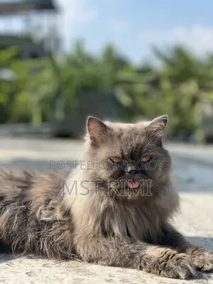 ৩-৬ মাস বয়সী মেল পিউরব্রীড পার্সিয়ান