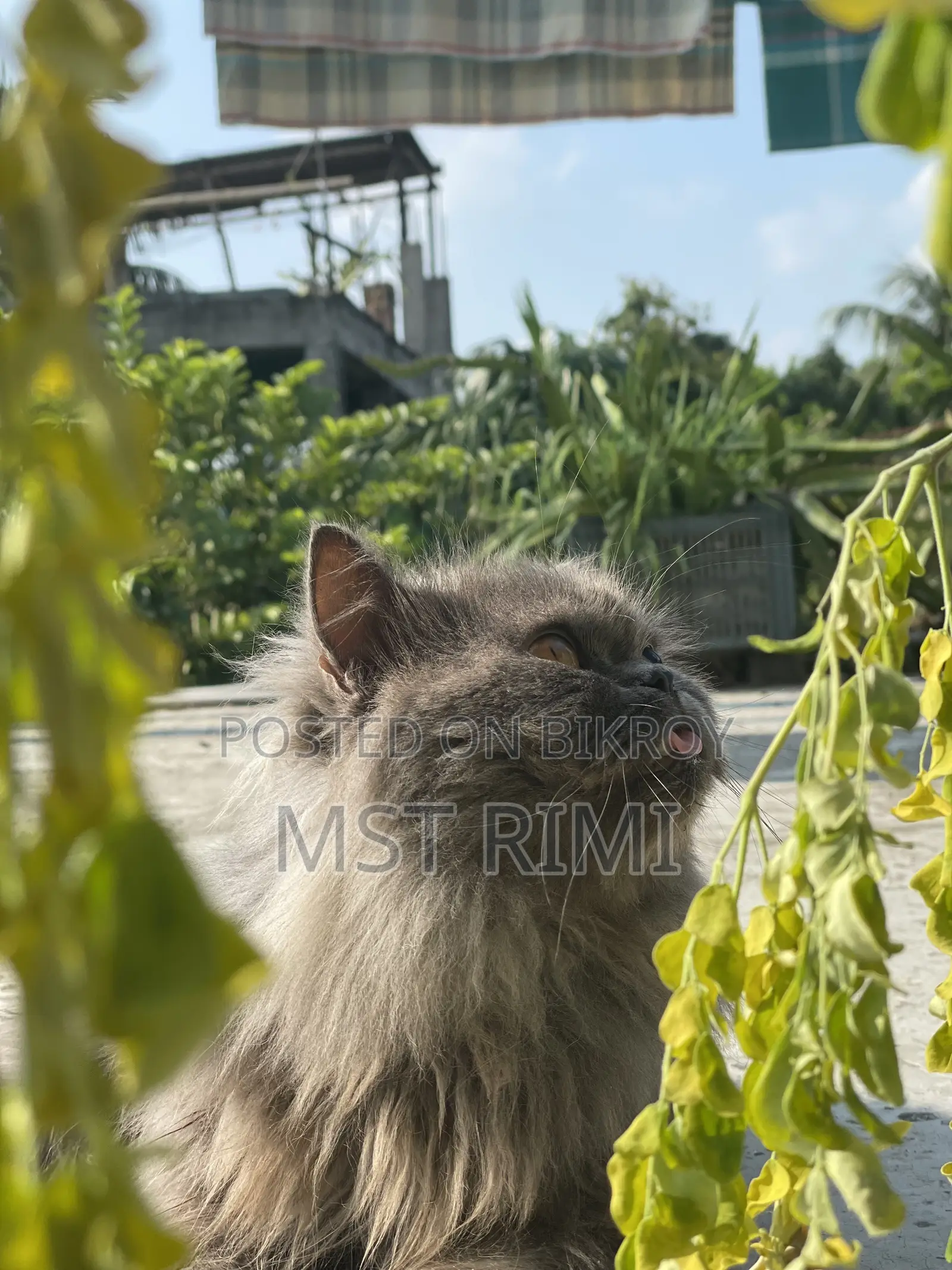 ৩-৬ মাস বয়সী মেল পিউরব্রীড পার্সিয়ান