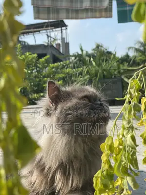 ৩-৬ মাস বয়সী মেল পিউরব্রীড পার্সিয়ান