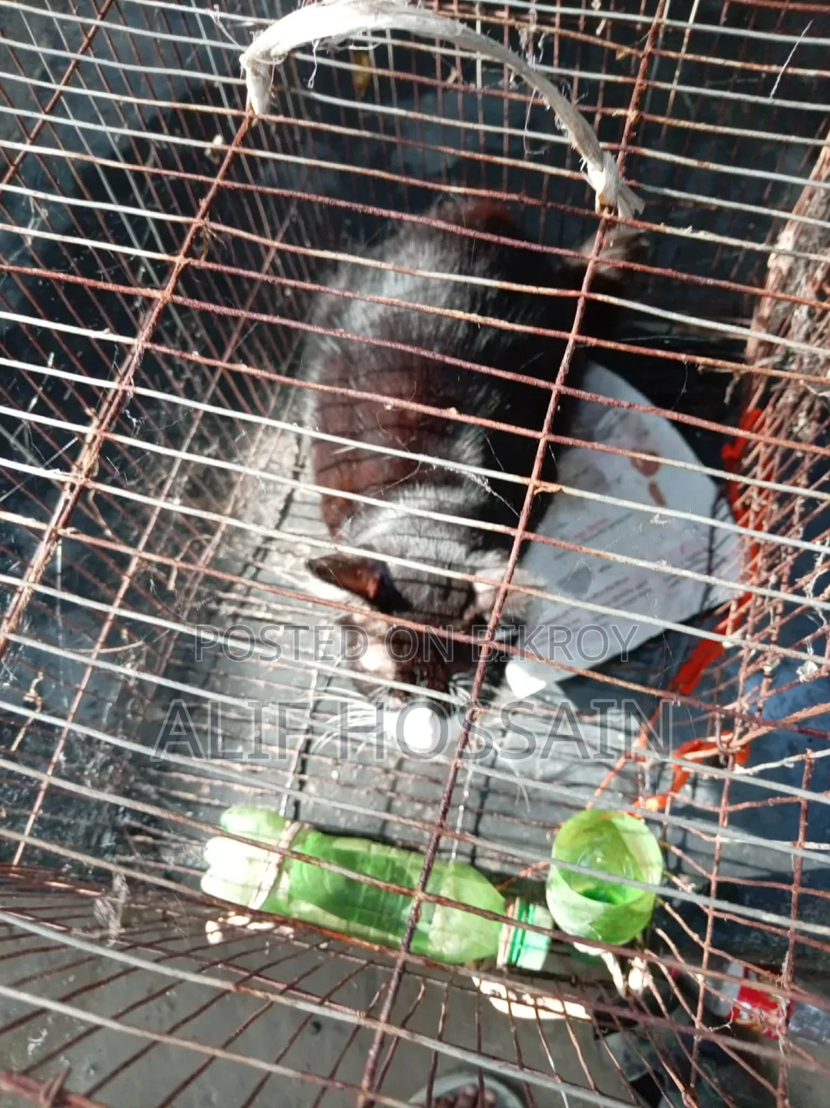 ১+ বছর বয়সী মেল মিক্সড ব্রিড পার্সিয়ান