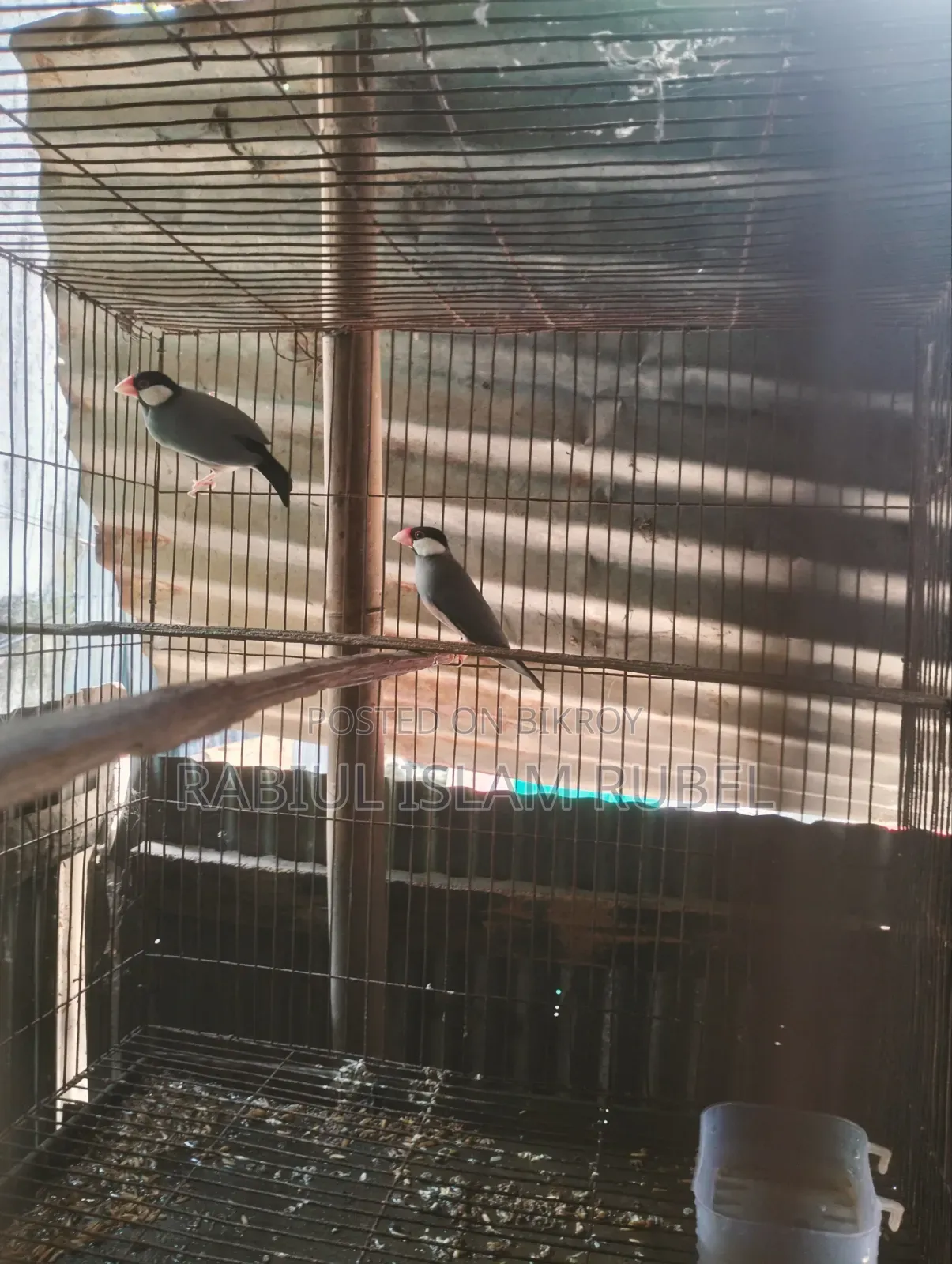 পাখি জাভা হাত বদল