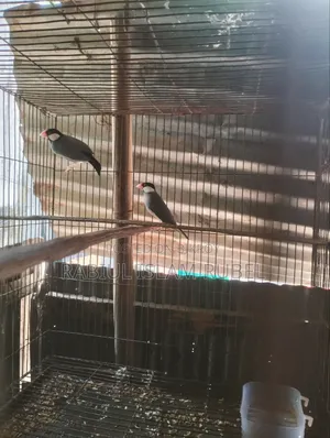 পাখি জাভা হাত বদল