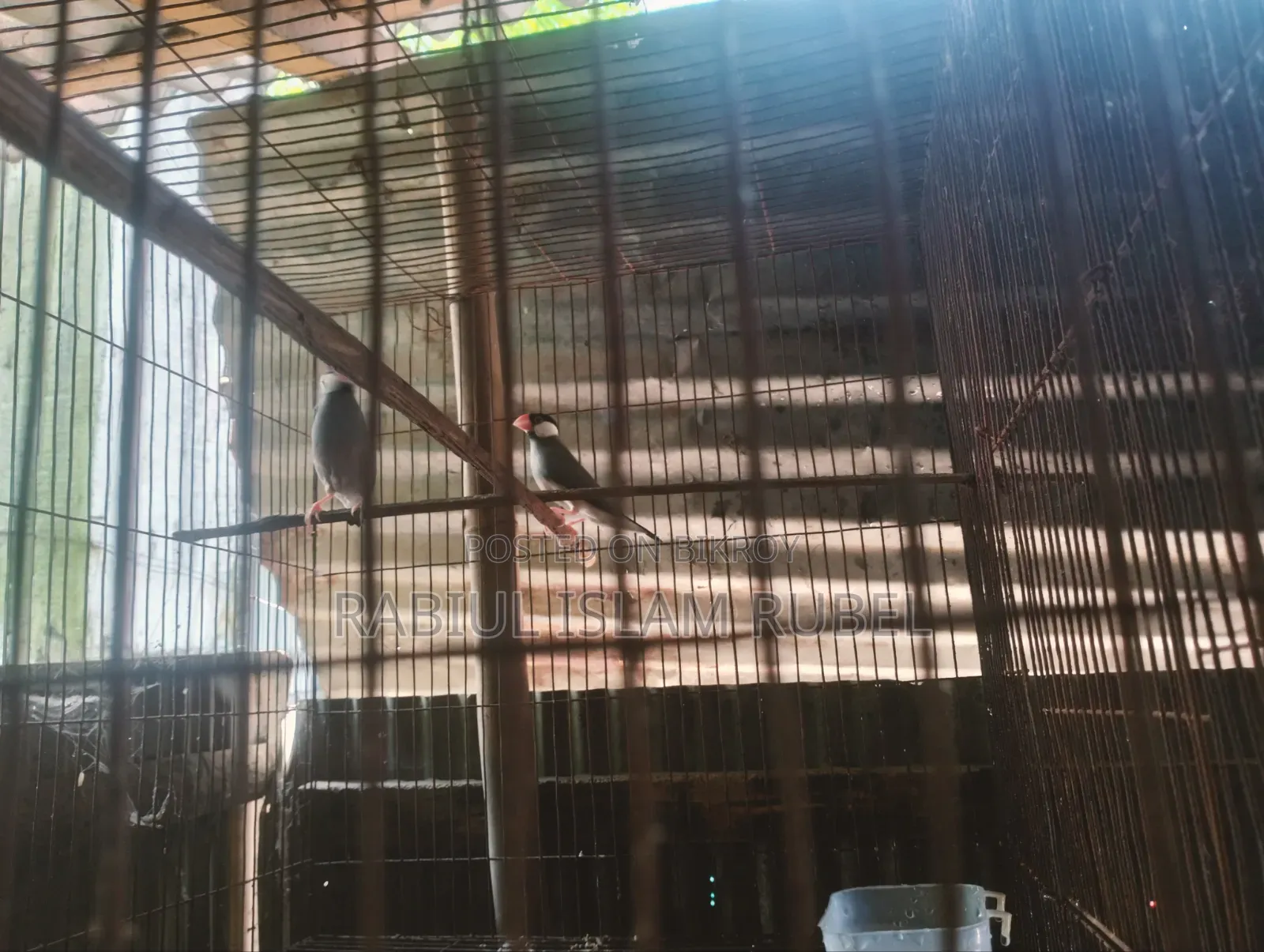 পাখি জাভা হাত বদল