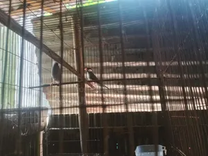 পাখি জাভা হাত বদল