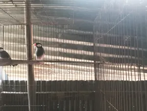 পাখি জাভা হাত বদল