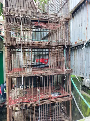 ১৫০ কেজি ৫ খোপের বড় কোয়েল/কবুতরের খাঁচা