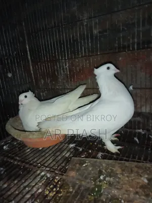 লাল সুন্দরী চুইটাল কাগজি ও সাদা সার্টিন জোড়া