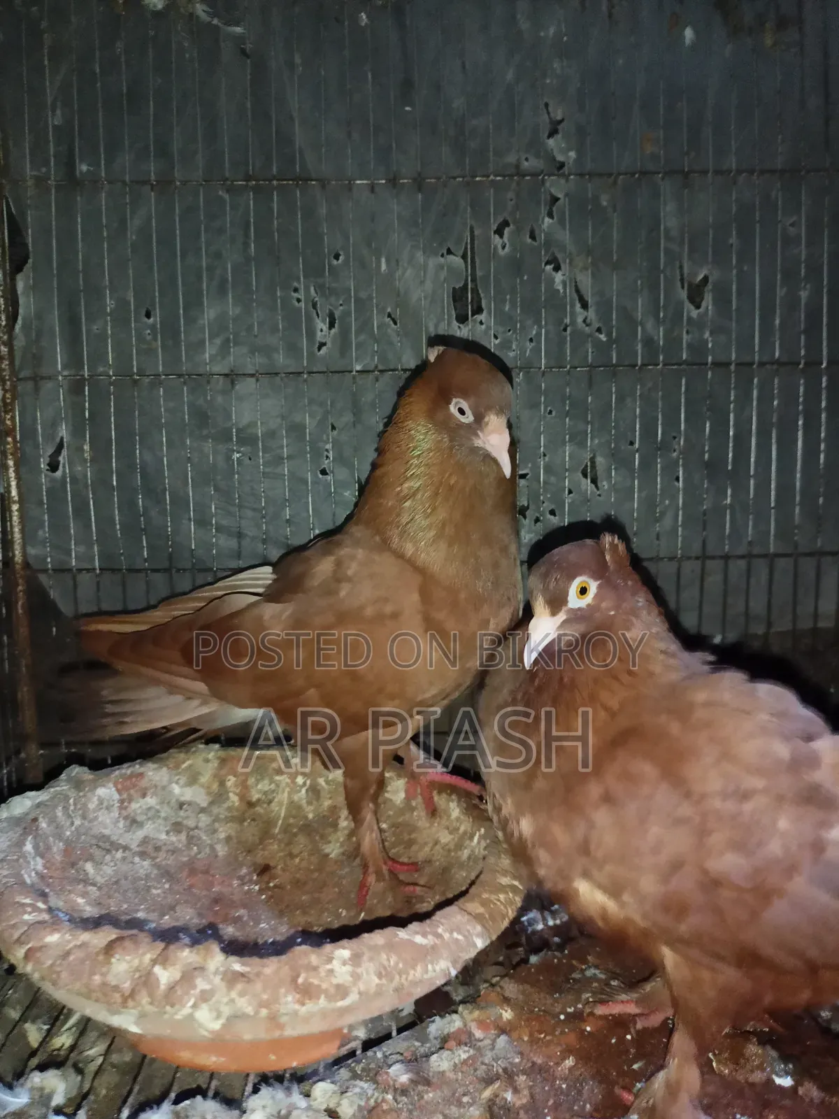 লাল সুন্দরী চুইটাল কাগজি ও সাদা সার্টিন জোড়া