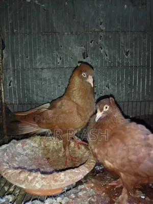লাল সুন্দরী চুইটাল কাগজি ও সাদা সার্টিন জোড়া