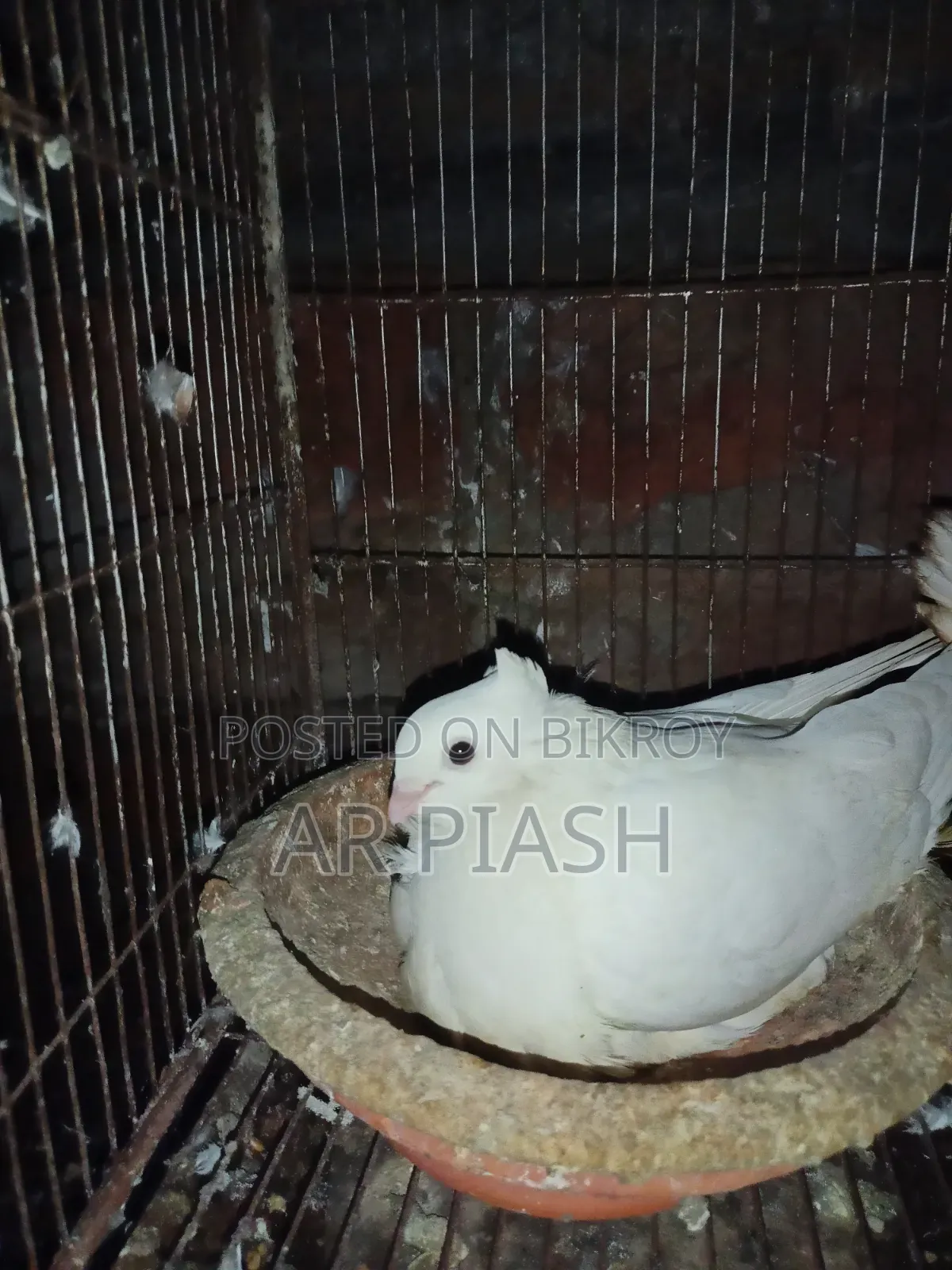 লাল সুন্দরী চুইটাল কাগজি ও সাদা সার্টিন জোড়া