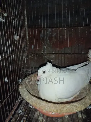 লাল সুন্দরী চুইটাল কাগজি ও সাদা সার্টিন জোড়া