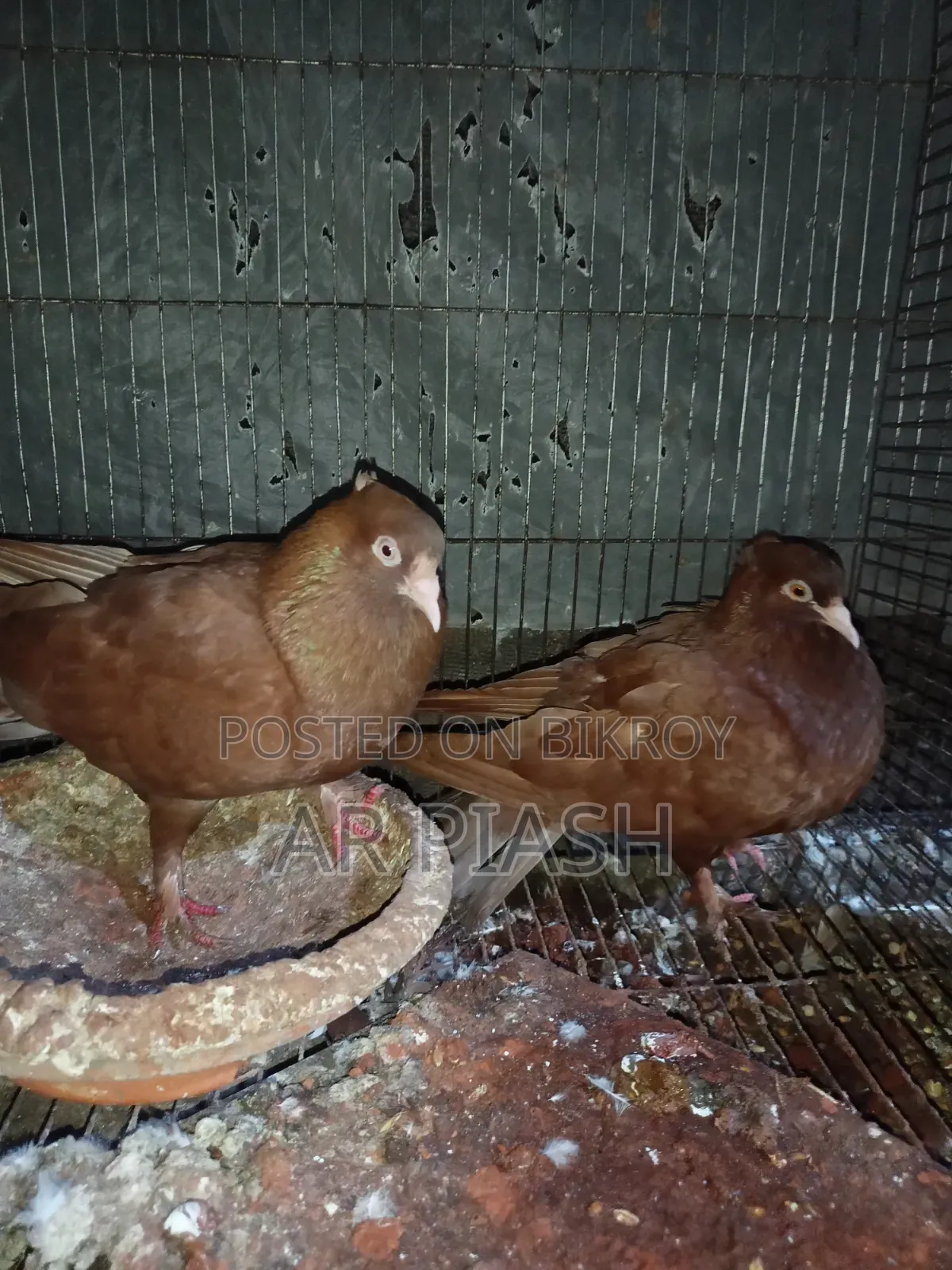 লাল সুন্দরী চুইটাল কাগজি ও সাদা সার্টিন জোড়া