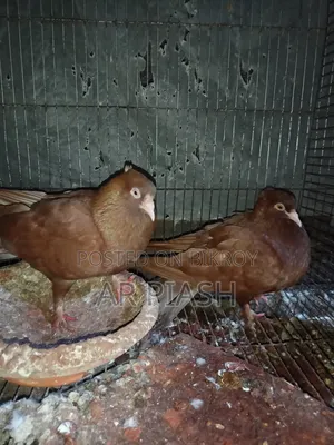 লাল সুন্দরী চুইটাল কাগজি ও সাদা সার্টিন জোড়া