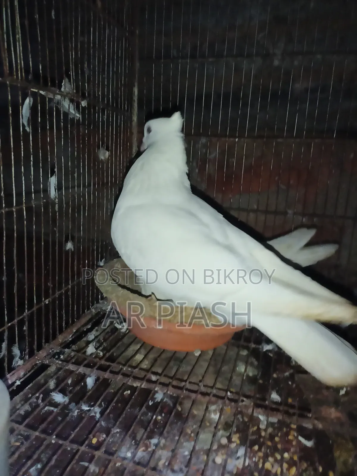 লাল সুন্দরী চুইটাল কাগজি ও সাদা সার্টিন জোড়া