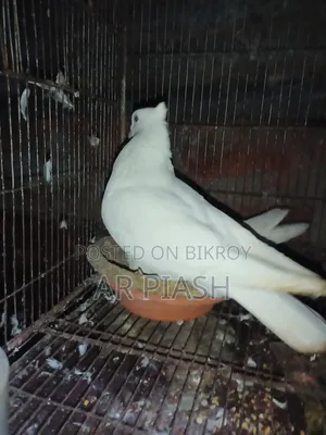 লাল সুন্দরী চুইটাল কাগজি ও সাদা সার্টিন জোড়া