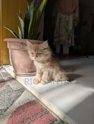 ১-৩ মাসের মেল পিওরব্রেড পার্সিয়ান