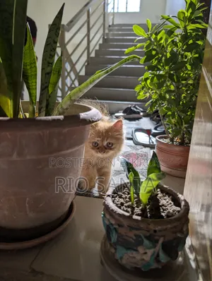১-৩ মাসের মেল পিওরব্রেড পার্সিয়ান