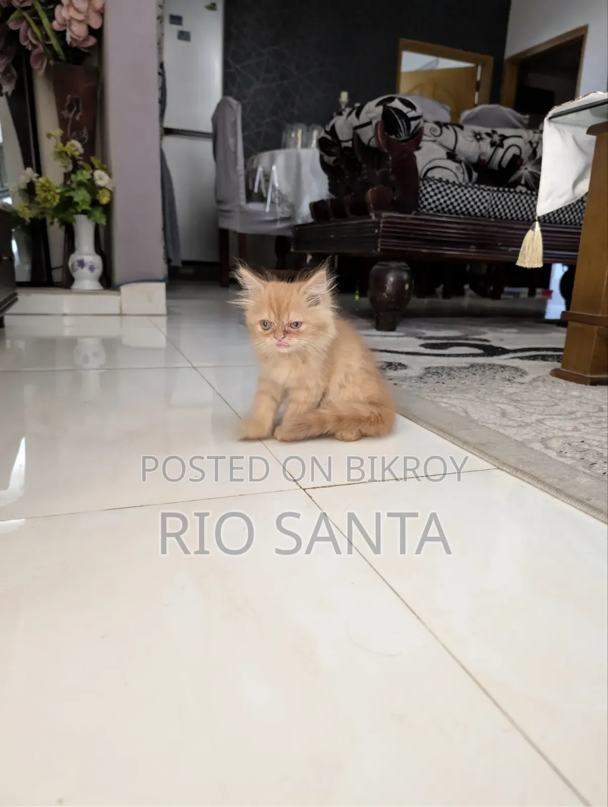 ১-৩ মাসের মেল পিওরব্রেড পার্সিয়ান